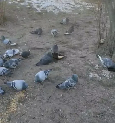 Jak pomóc ptakom zimą?