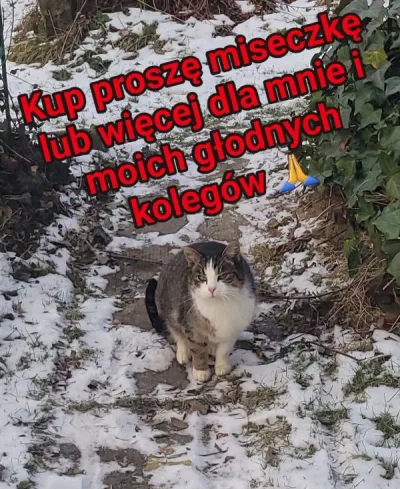 Akcja Nakarm Mruczka wspiera bezdomne koty