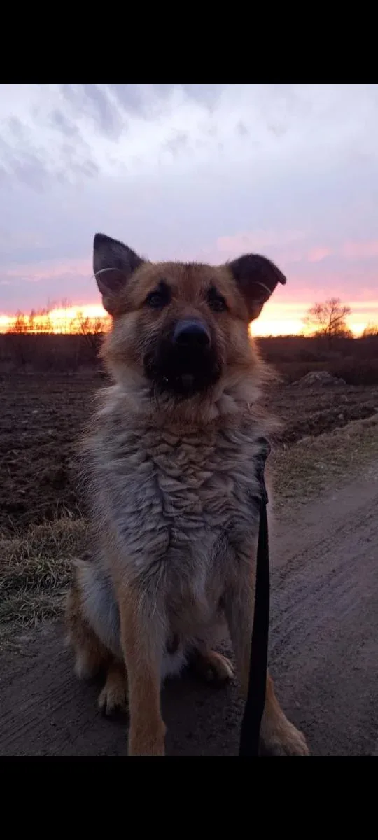 Chwile grozy Szczerbatka podczas zabiegu kastracji