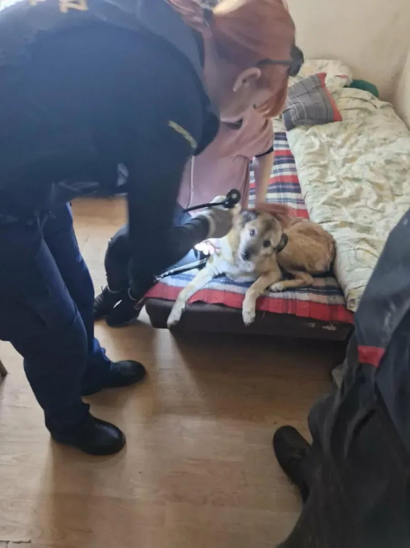 Interwencja w sprawie zaniedbanego psa