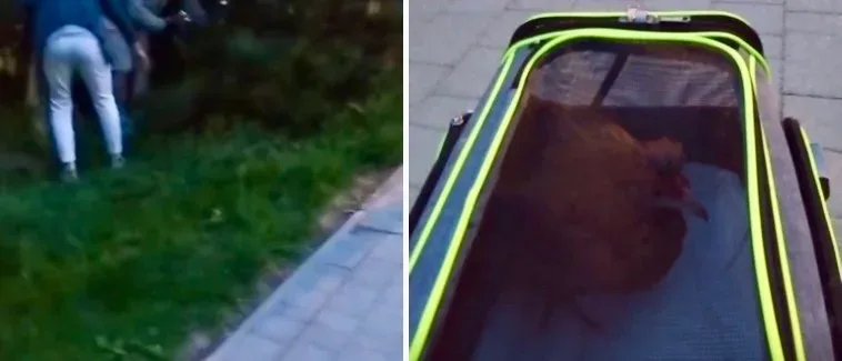Interwencja na Bemowie: kura bezpieczna i szuka domu