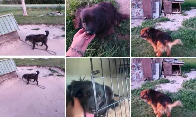 Interwencja przy trasie A2: pomoc dla trzech psów