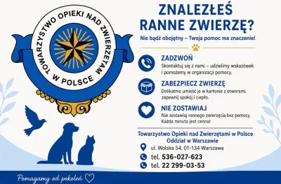 Jak pomóc rannemu zwierzęciu na ulicy