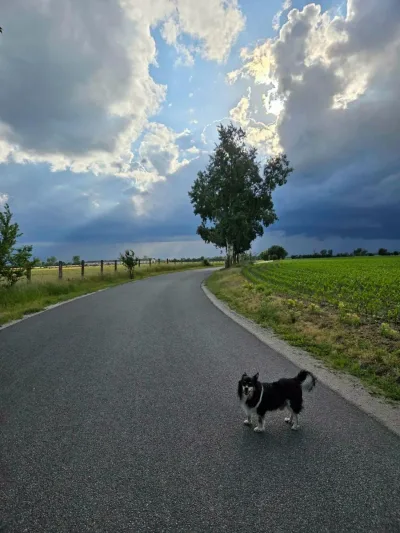 Rozprawa dotycząca psa Olafa