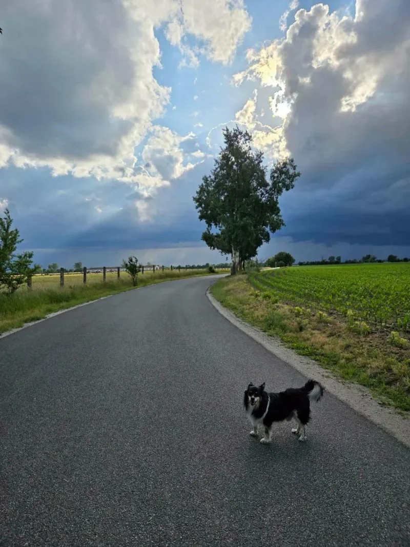 Rozprawa dotycząca psa Olafa
