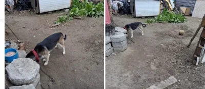 Interwencja w sprawie psa na Jelonkach w Warszawie