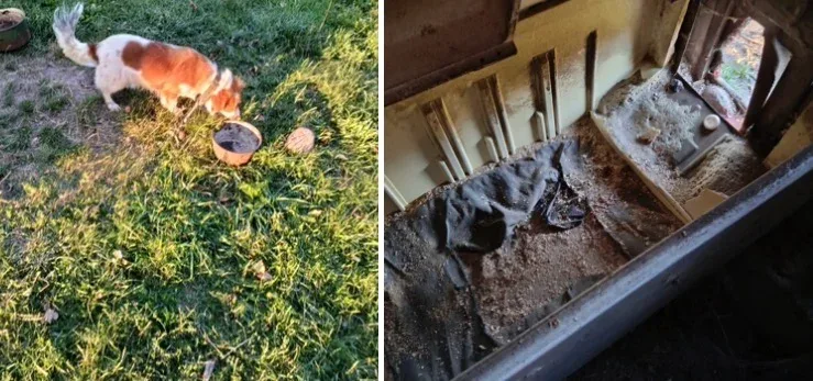 Interwencja w powiecie bialskim: pies w niewłaściwych warunkach