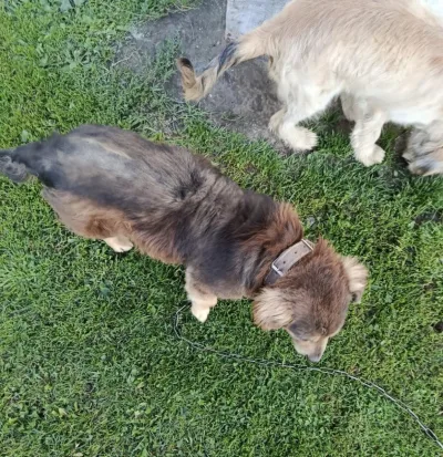 Interwencja na posesji z dwoma psami