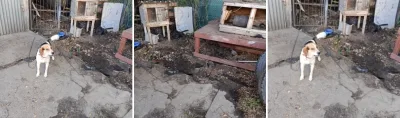Interwencja w Białej Podlaskiej: poprawa warunków dla psa