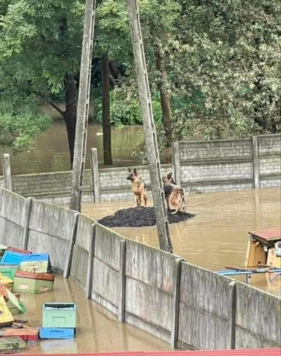 Pomoc zwierzętom, które ucierpiały w wyniku powodzi