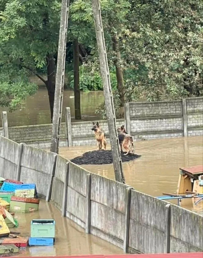 Pomoc zwierzętom, które ucierpiały w wyniku powodzi
